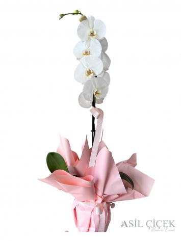 Tekli Beyaz Orkide