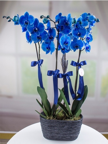 Mavi Orkide 