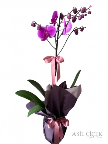 Tekli Mor Orkide