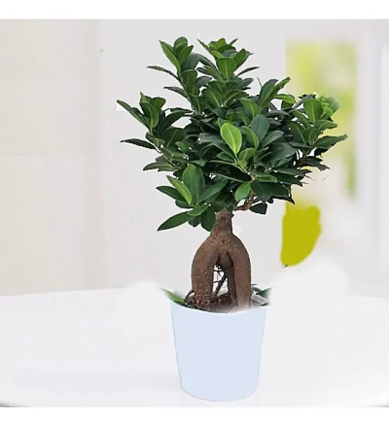 Bonsai