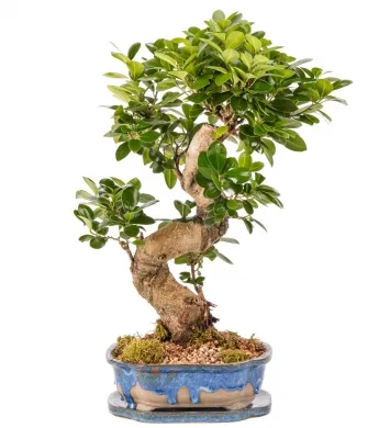 S Gövde Ficus Ginseng Bonsai