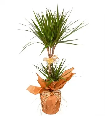 Marginata 2'li