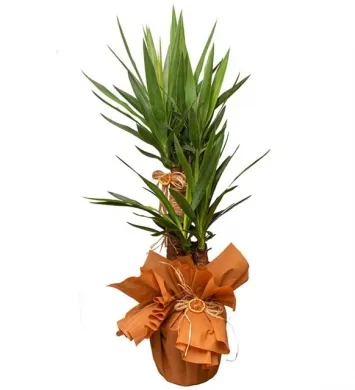 Yucca 2 Köklü